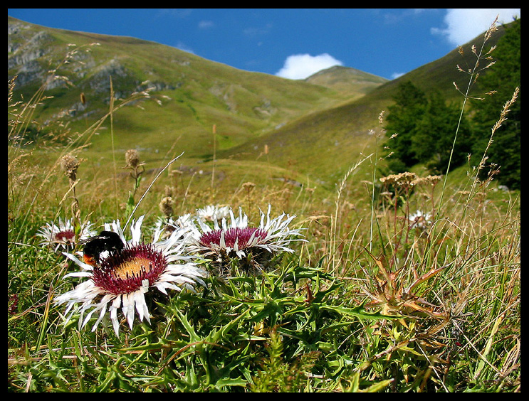 appennino reggiano